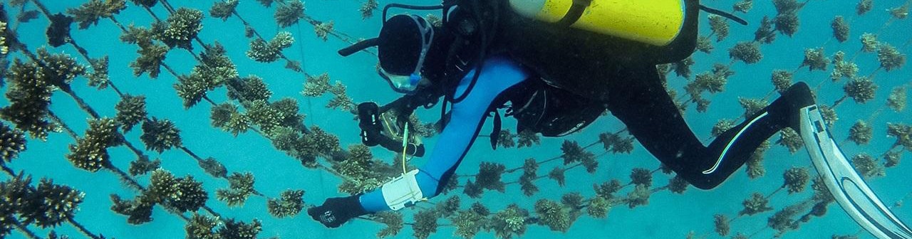 local team of reef restorers | Diving Indonesia | Calico Jack