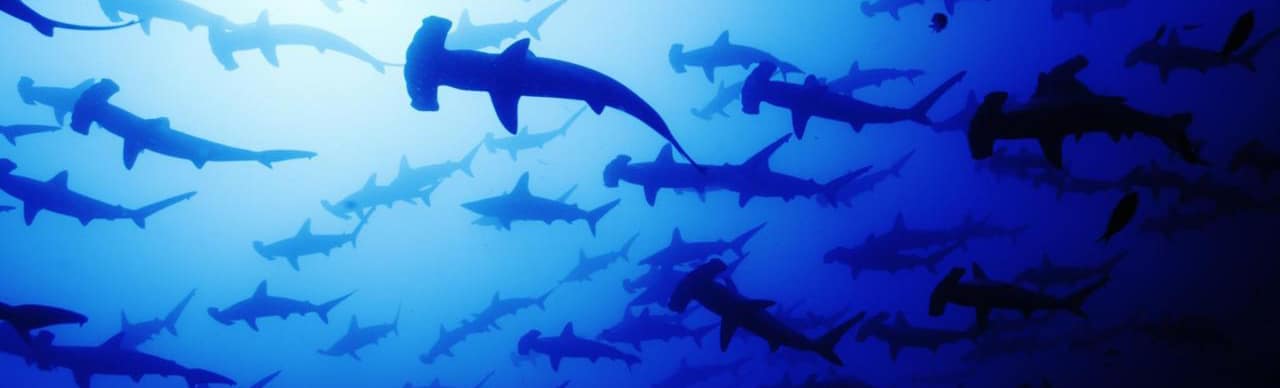 Hammerhead Shark Swim Around | Calico Jack
