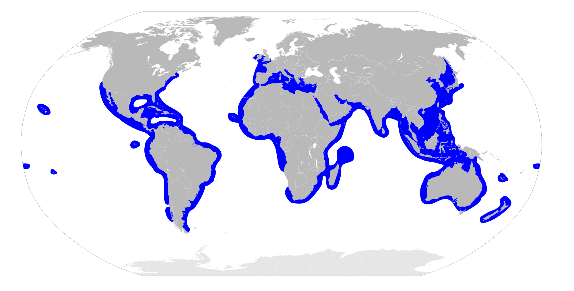 Hammerhead Shark Map in the World | Dive The World | Calico Jack