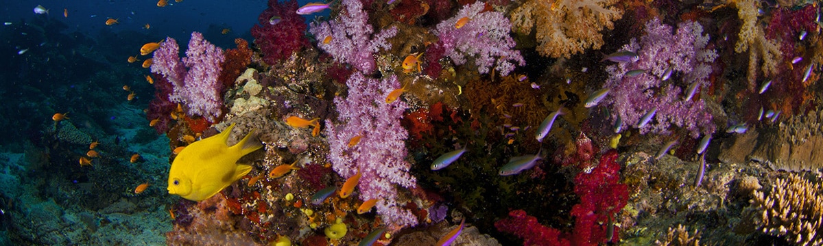 Coral and Fish around Indonesia | Calico Jack