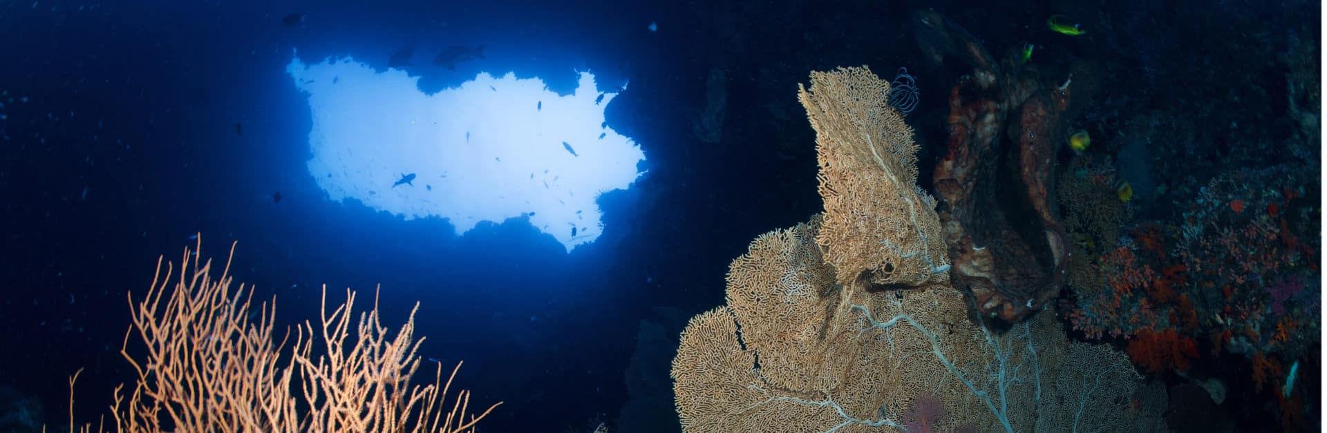 Underwater Coral Reef, Diving in Indonesia with The Team | Calico Jack