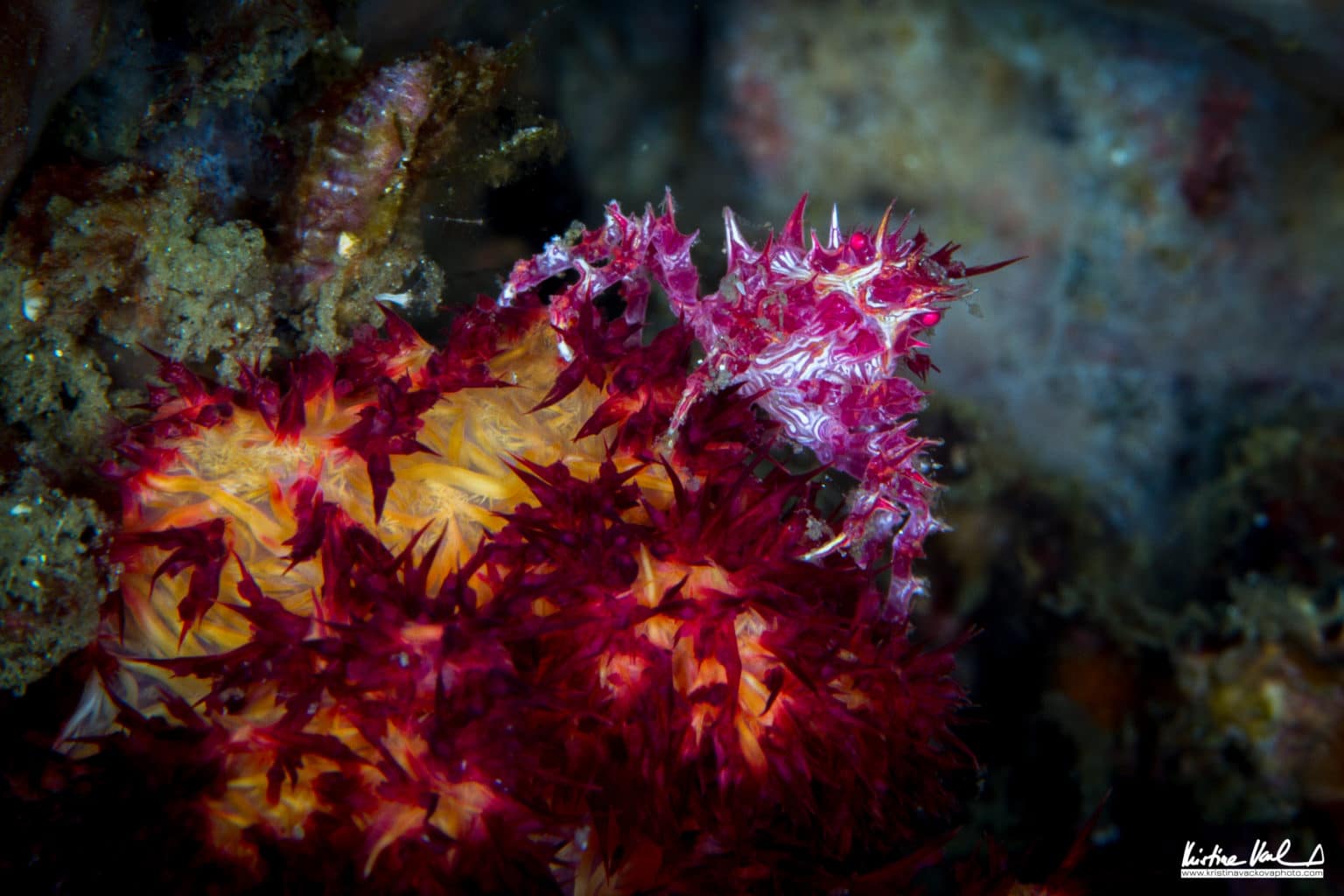 Wonderful Underwater Creatures | Kristina Vackova Photo | Calico Jack