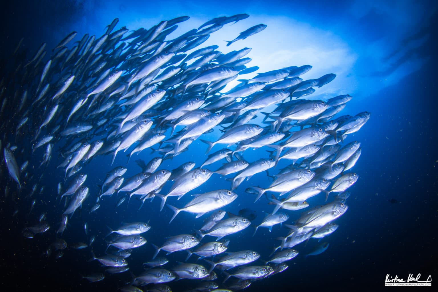 School of Fish Under the Sea of Banda Island | Kristina Vackova | Calico Jack