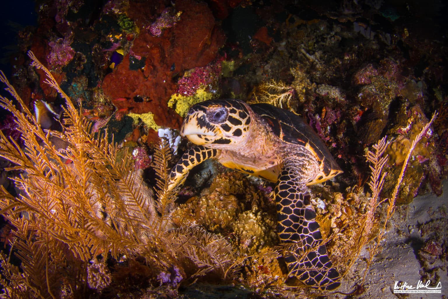 Turtle in Banda Sea Diving | Kristina Vackova | Calico Jack