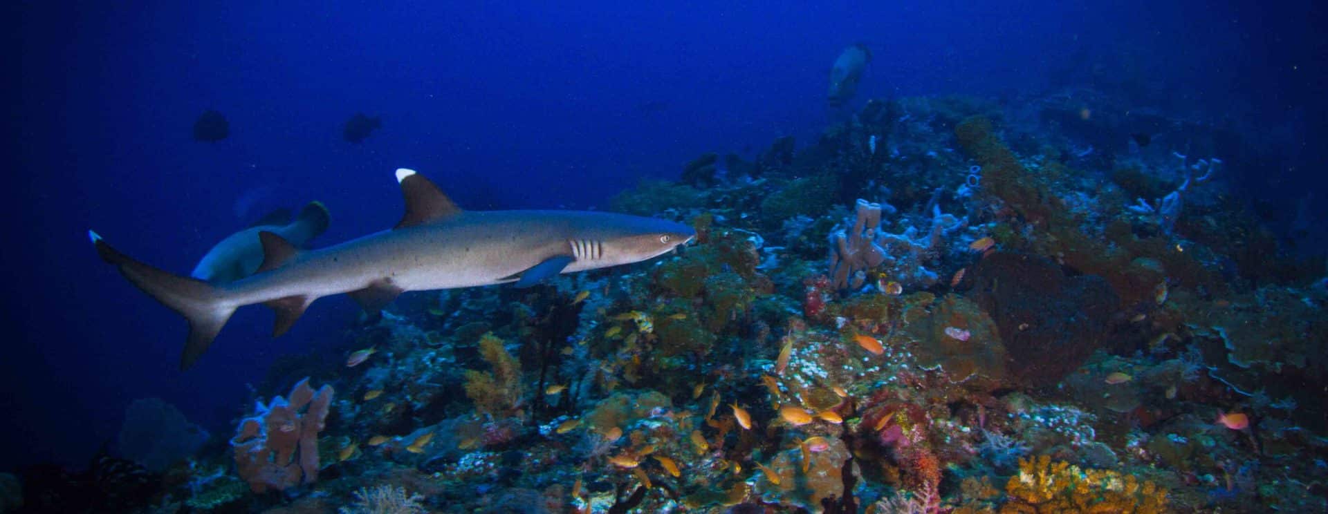 Shark Diving Raja Ampat | Calico Jack