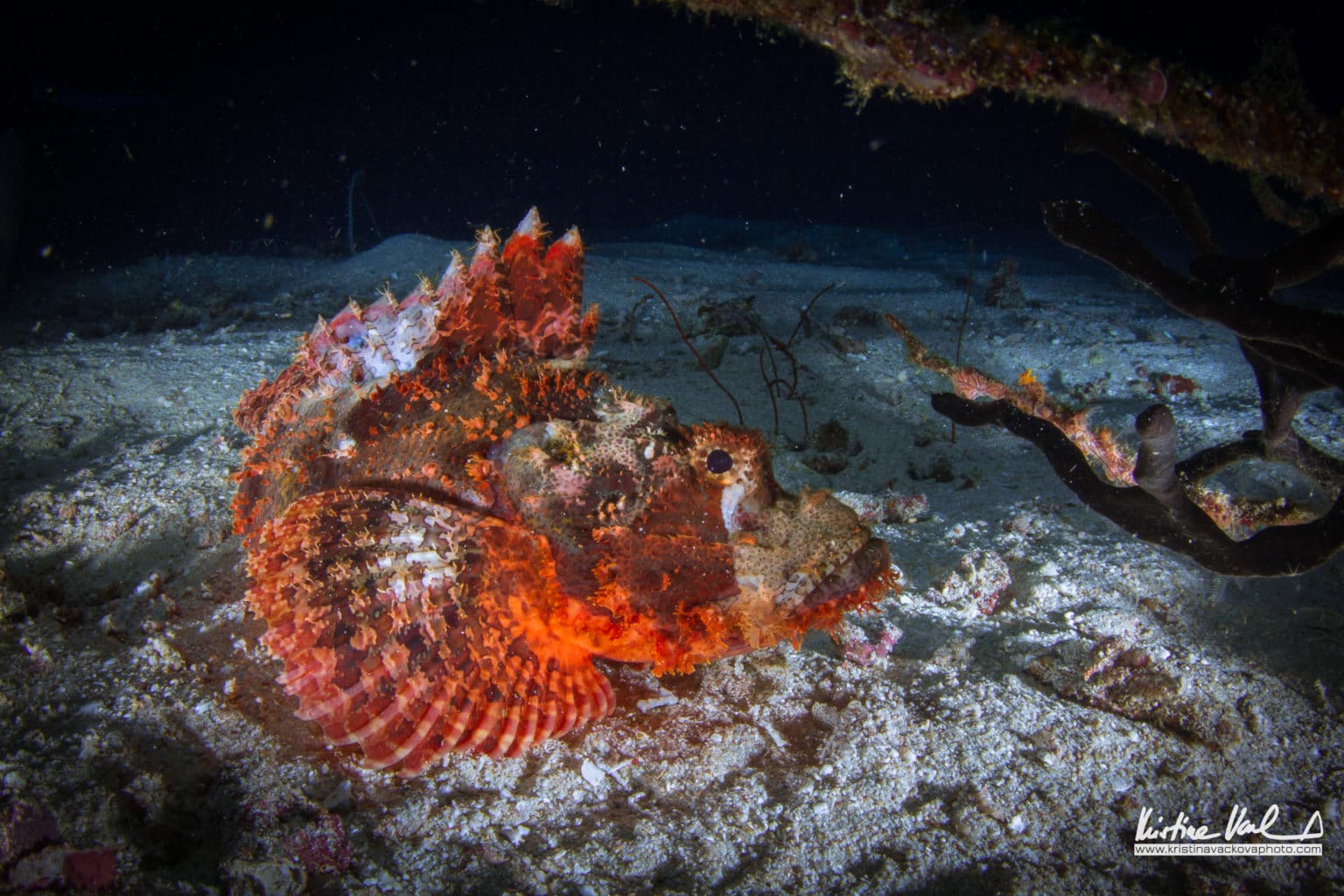 What to see under the sea of Raja Ampat | Kristina Vackova | Calico Jack