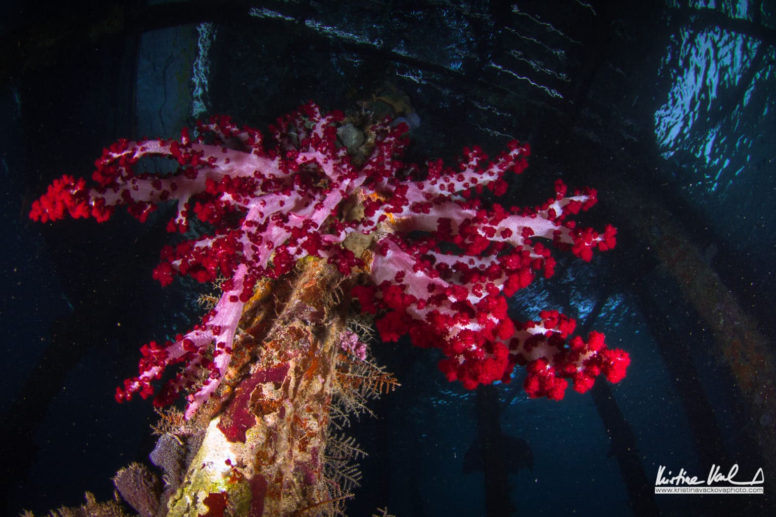 coral reef in Indonesia Underwater World | Kristina Vackova | Calico Jack