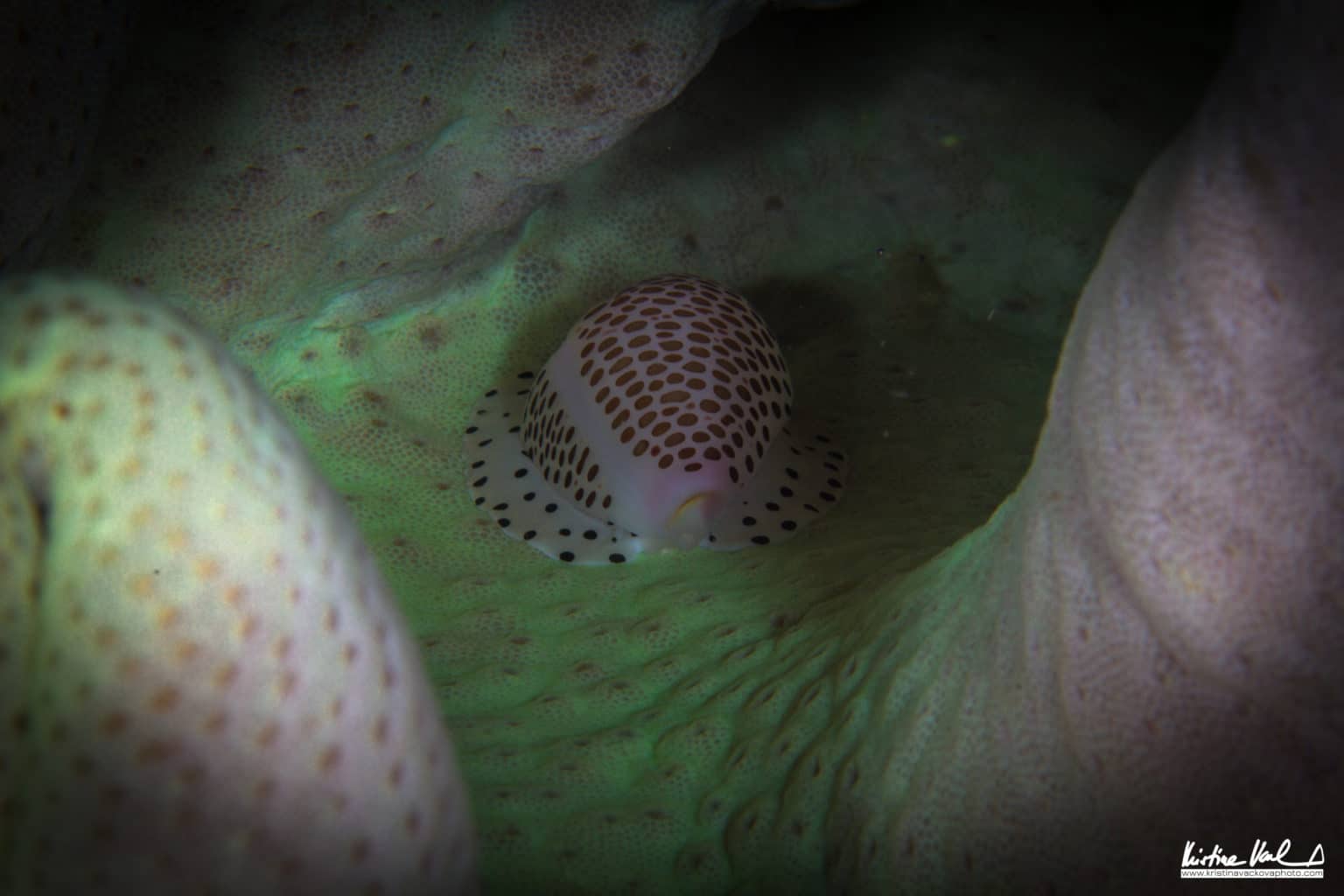 Deep Diving in Raja Ampat with Calico Jack Crew | Calico Jack