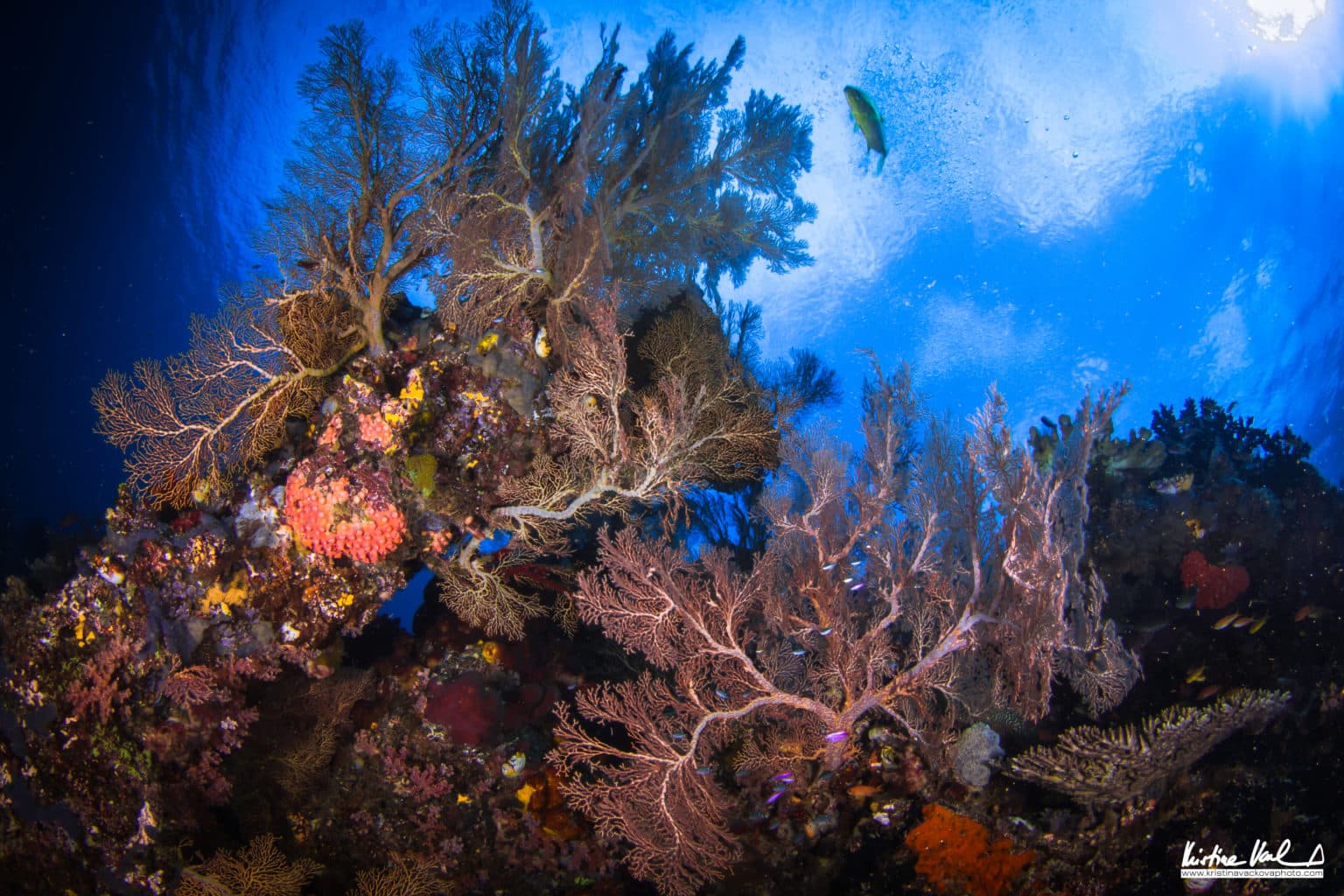 Diving in Raja Ampat | Kristina Vackova | Calico Jack