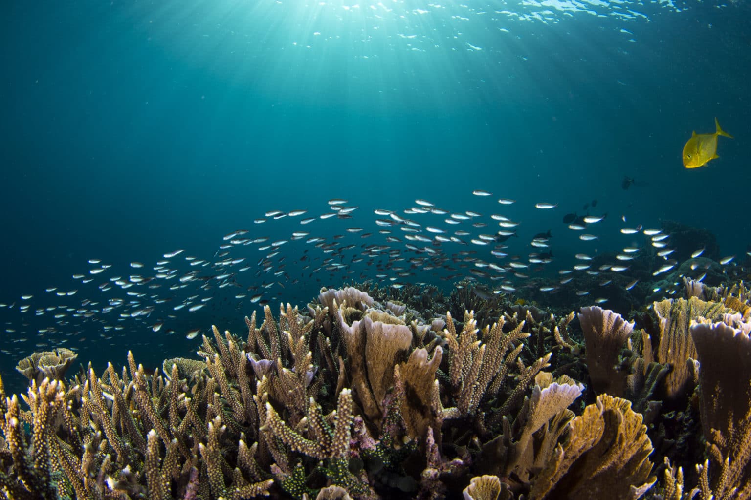 Diving Experience on a Beauty Underwater World around Indonesia | Calico Jack 