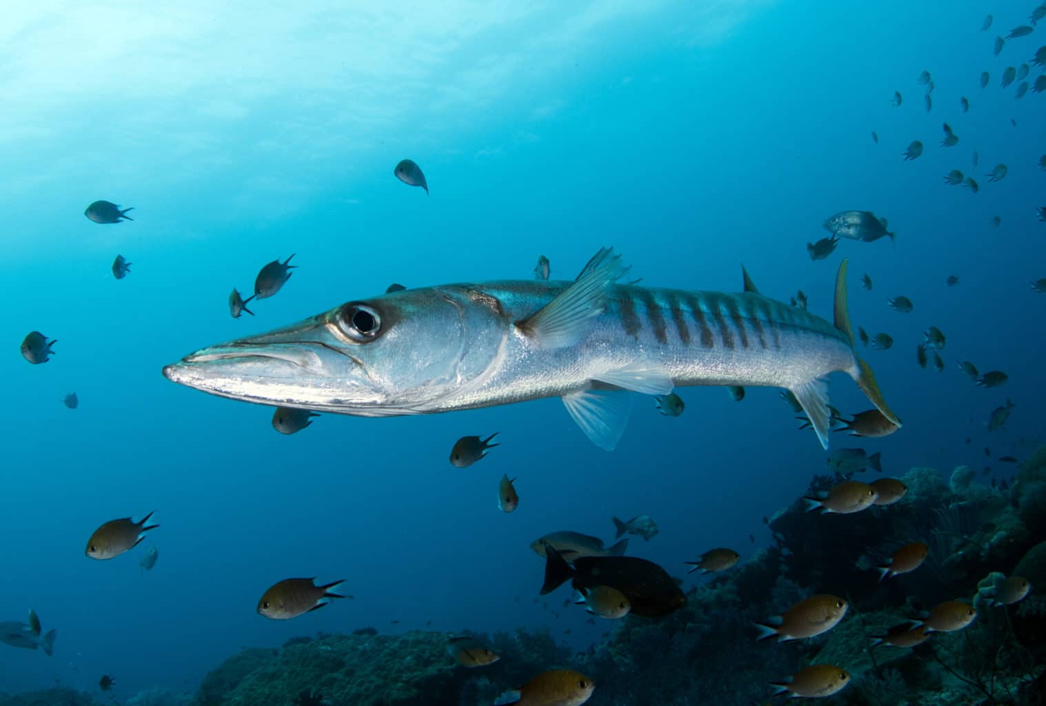Barracuda Fish | Diving Cruise Indonesia | Calico Jack