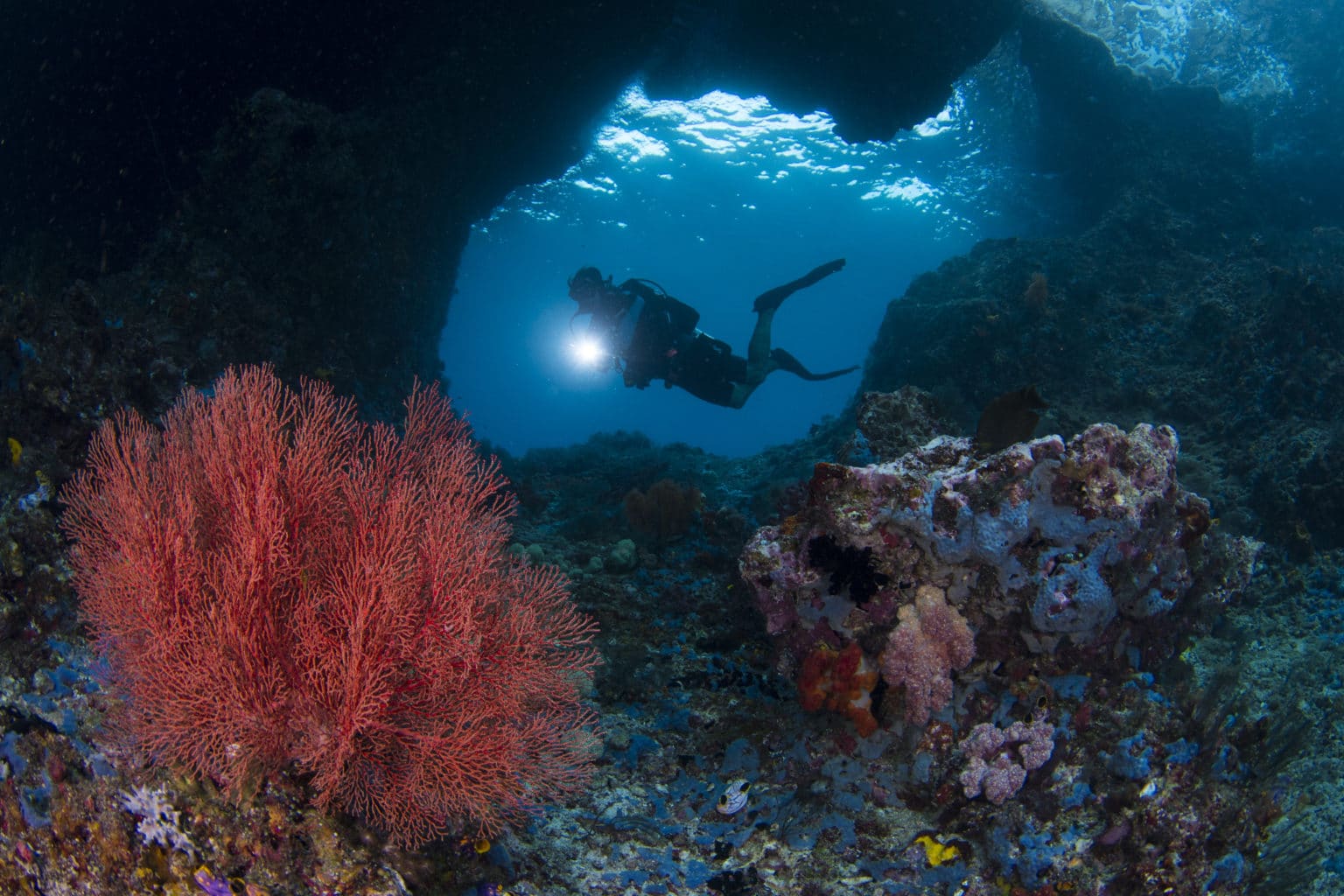 Diving Liveaboard in Raja Ampat Package | Calico Jack