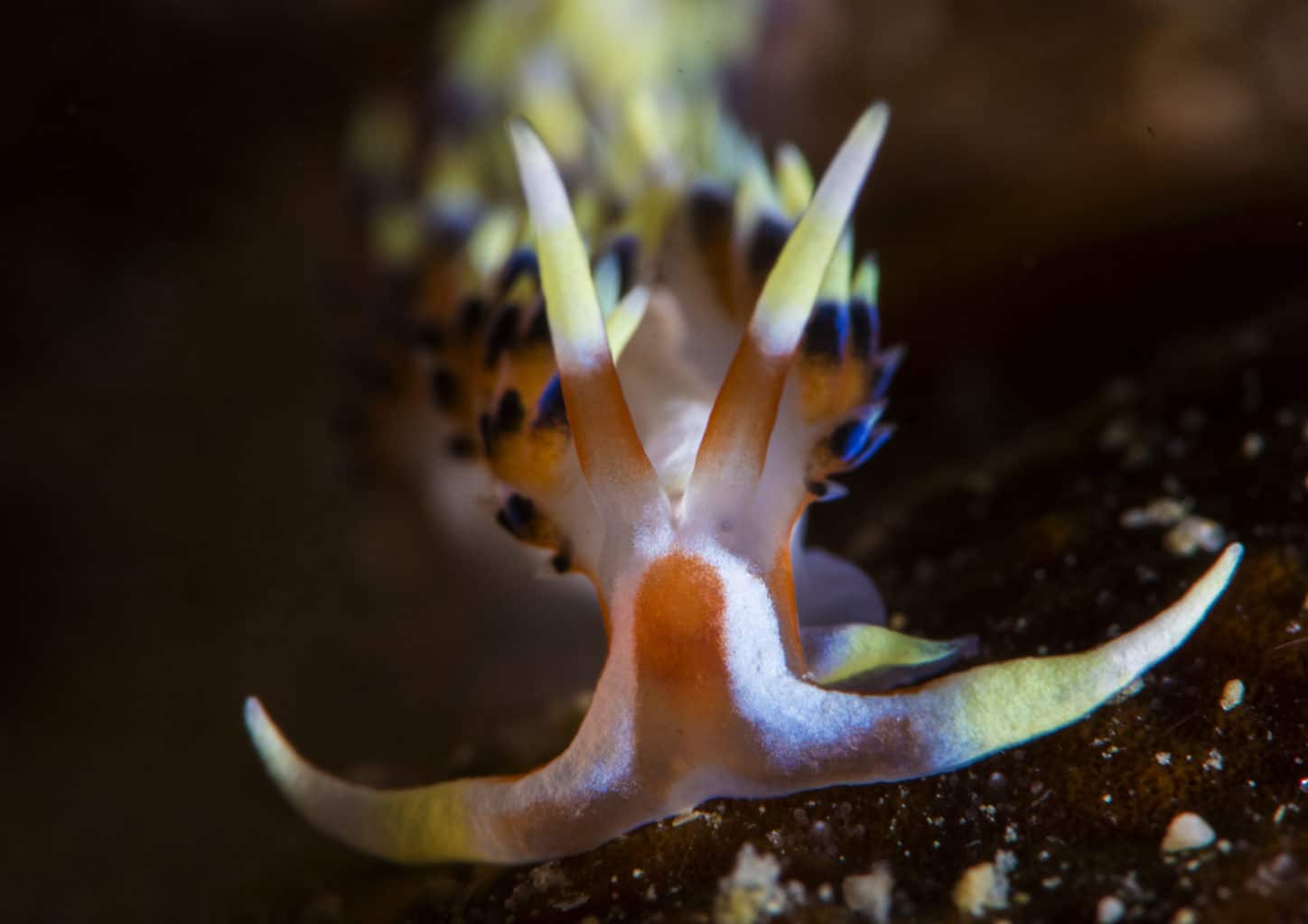 Colorful Nudibranch | Calico Jack