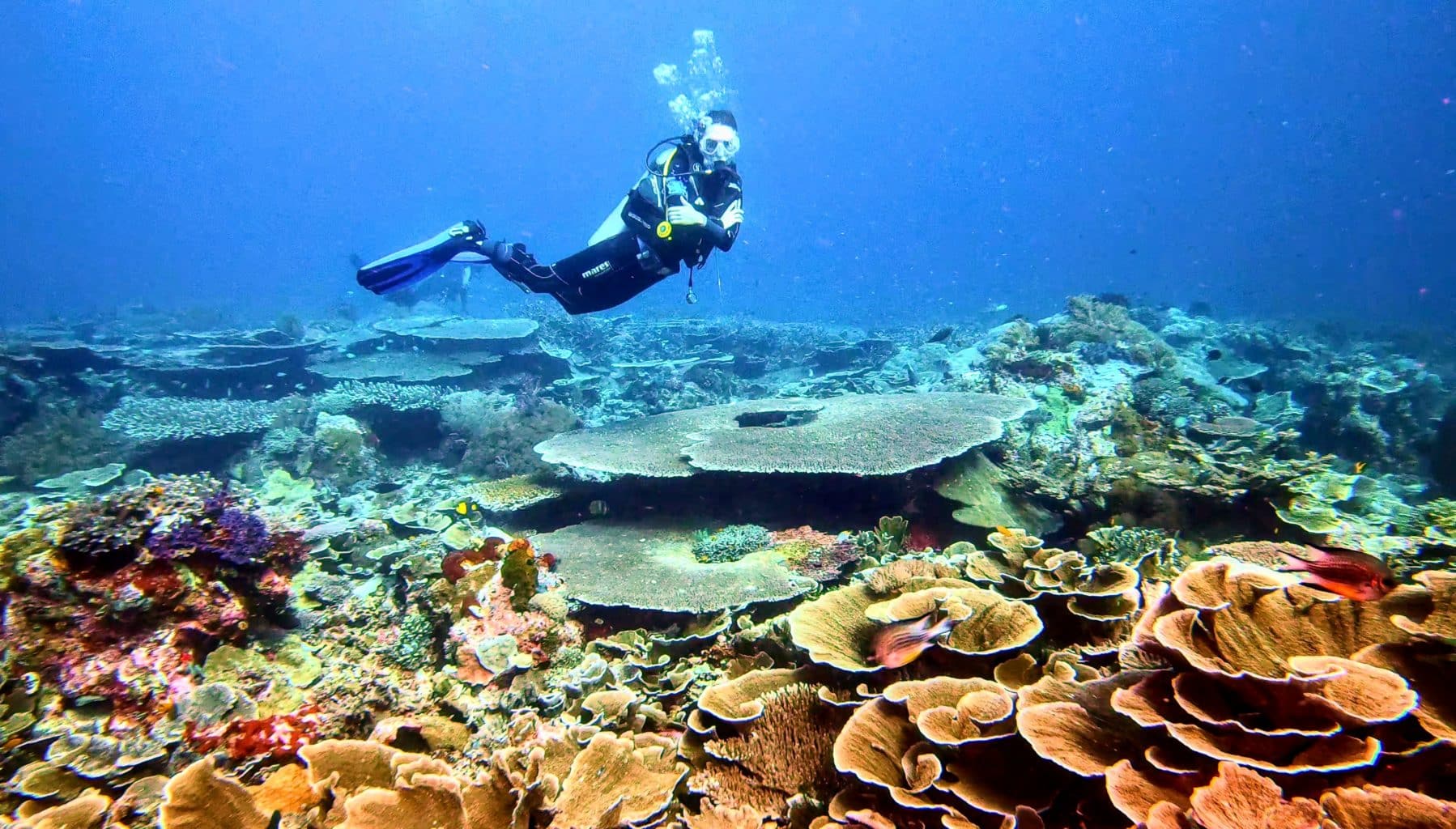 Dive near Komodo | Calico Jack