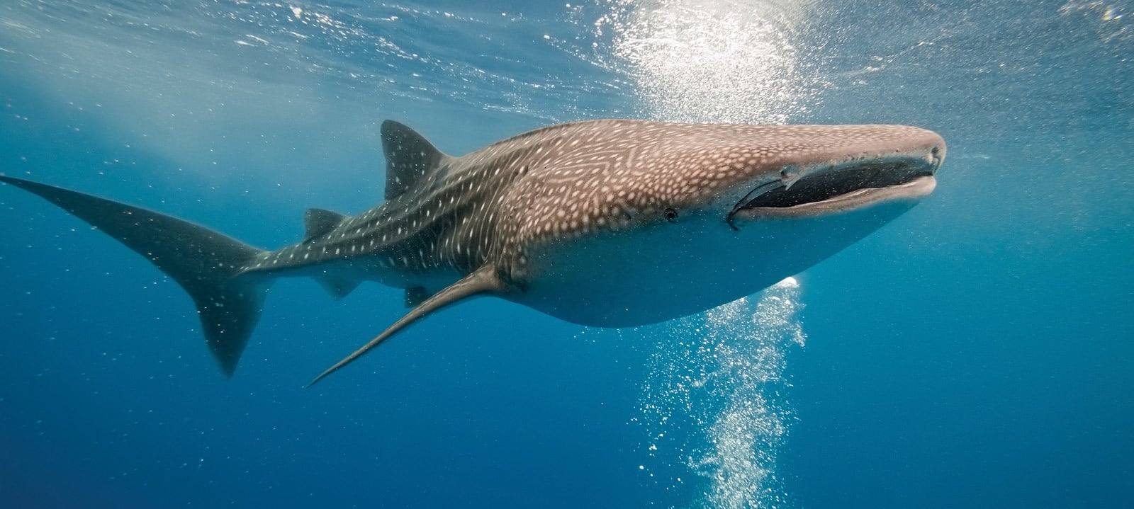 Whale shark Cenderawasih Bay | Diving with Whale Shark in Cendrawasih Bay | Calico Jack