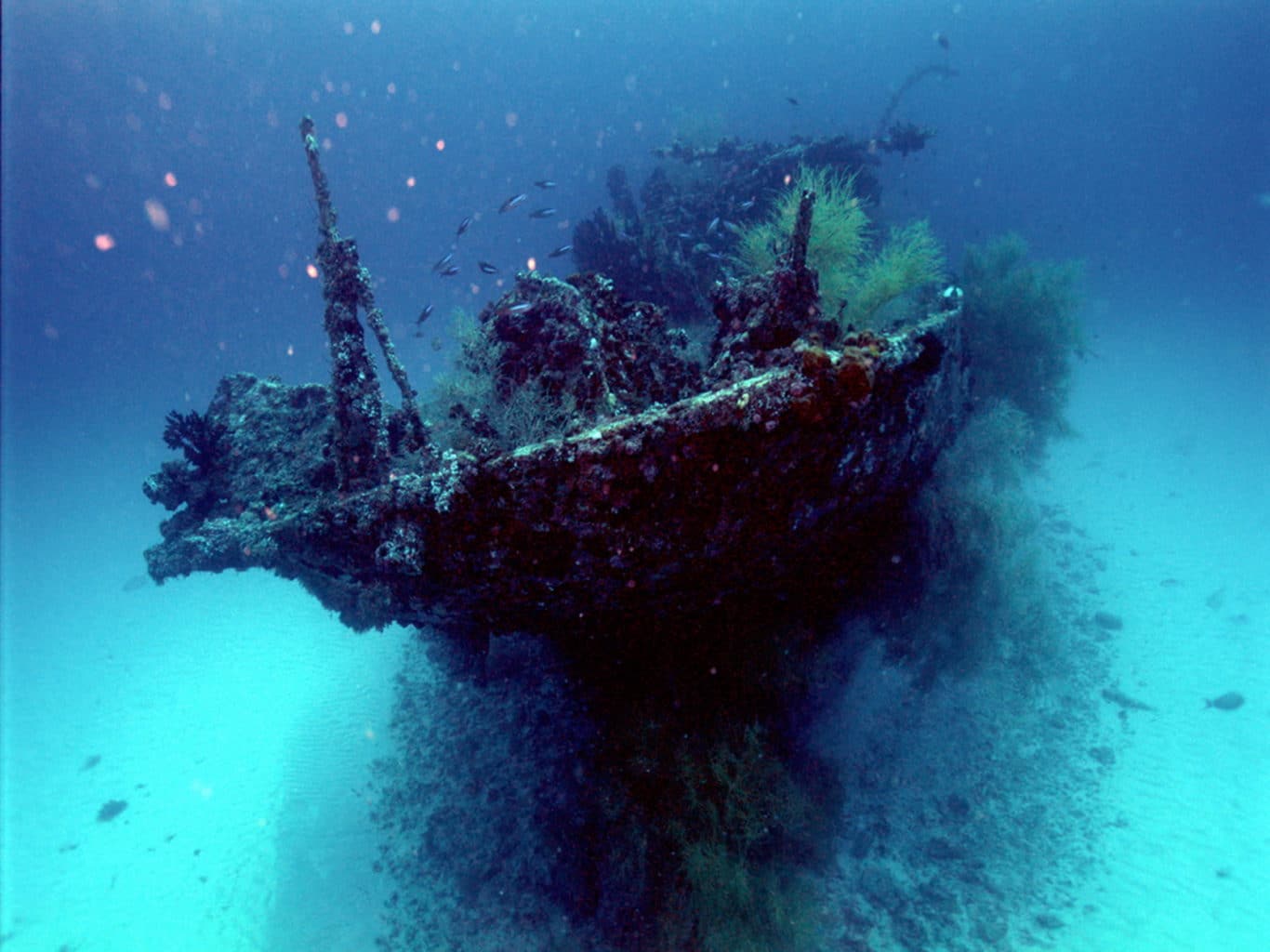 Wreck Diving in Cenderawasih Bay | Calico Jack