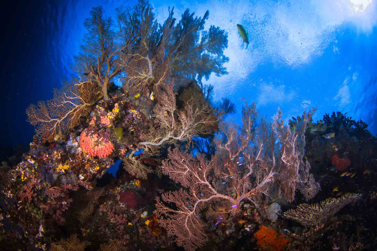 coral diving trips