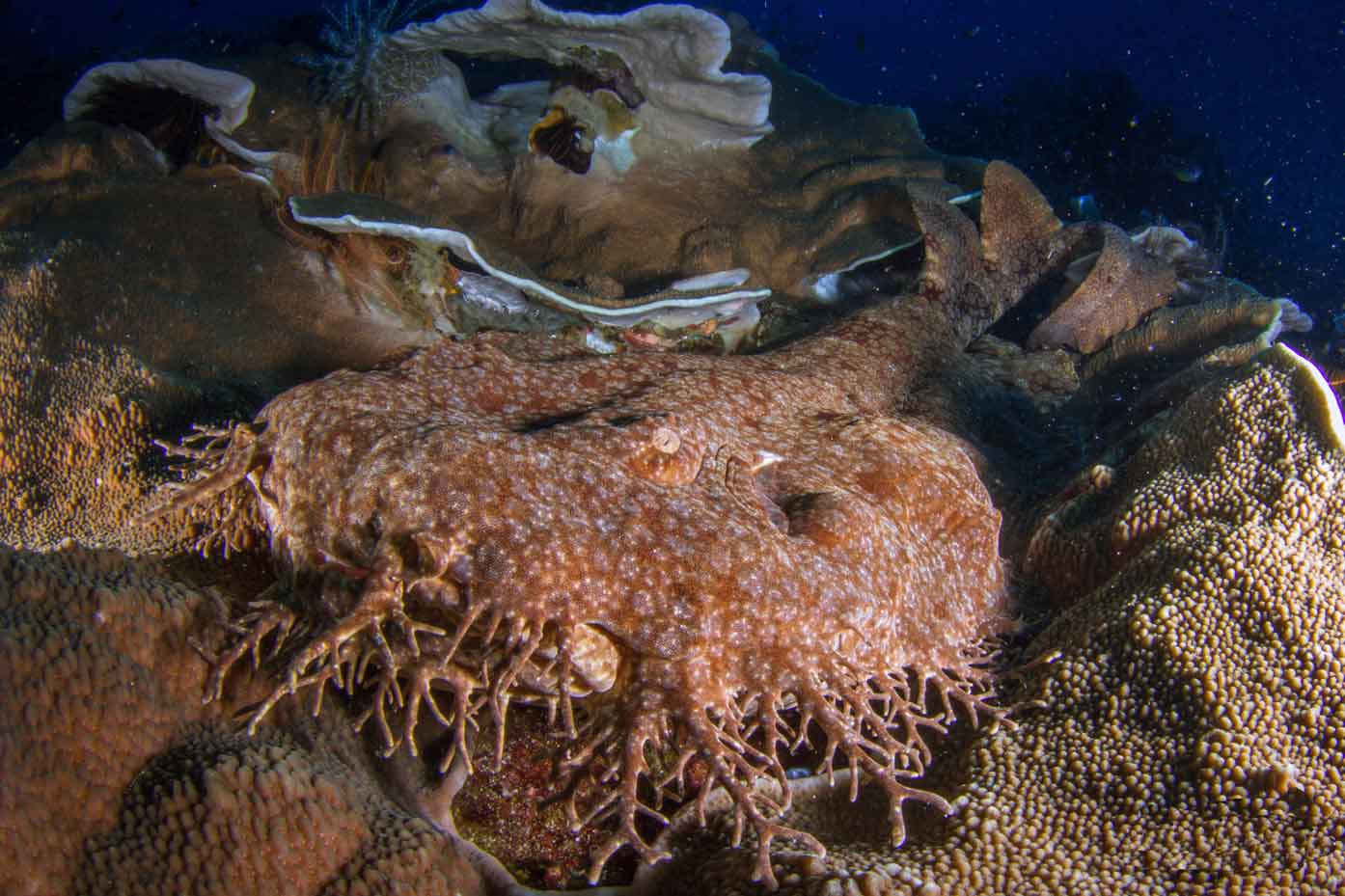 Wobbegong-shark-triton-bay