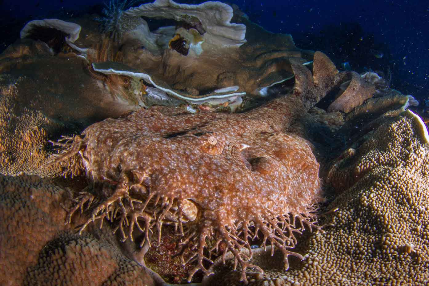 Wobbegong-shark-triton-bay