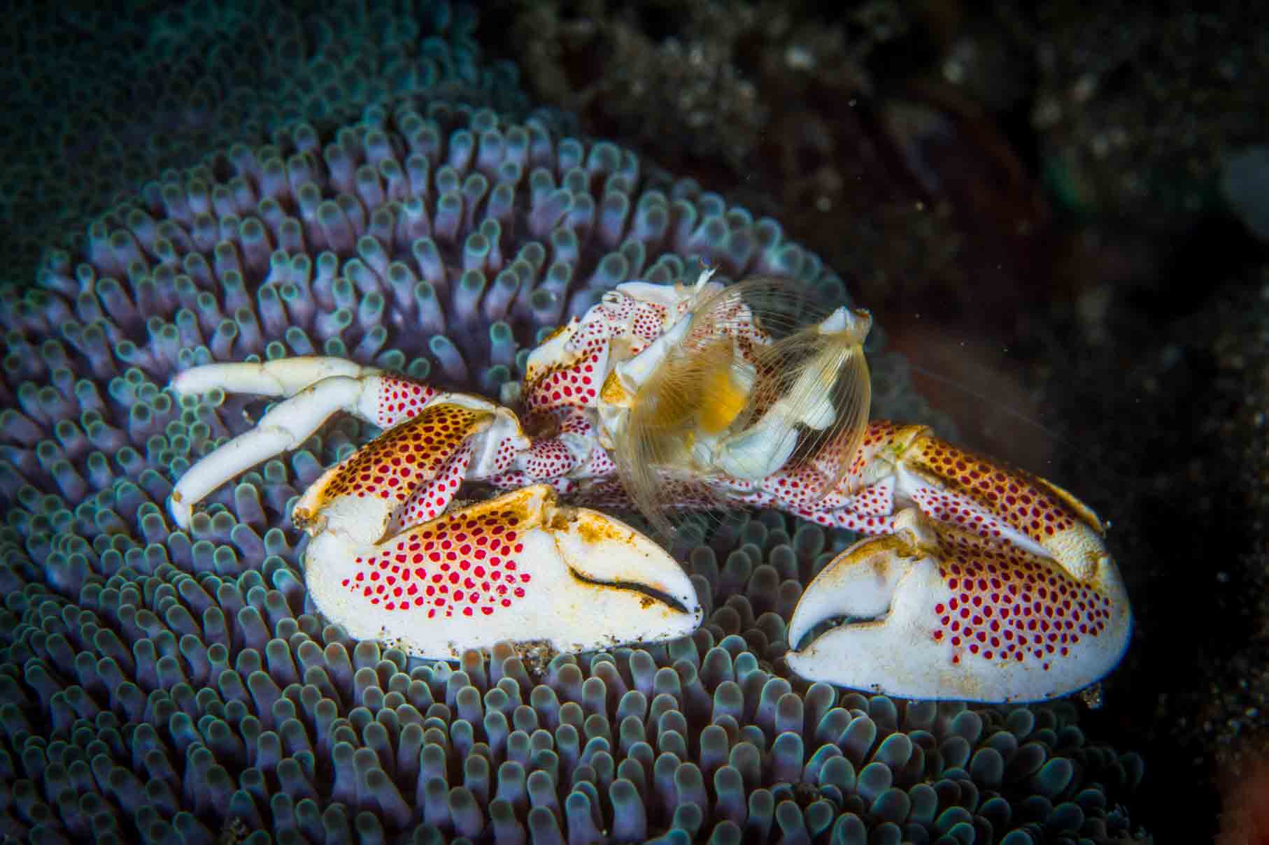 marine biodiversity in indonesia