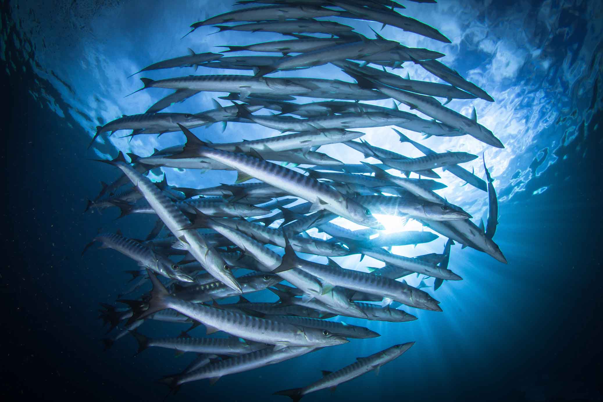 fish schooling liveaboard destinations